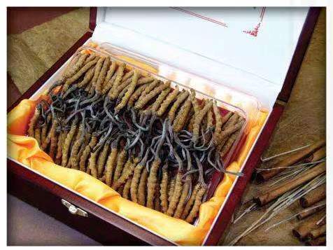 肇州冬虫夏草回收